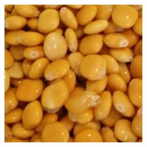 Lupins trempés extra  Espagne